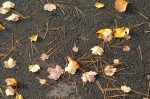 Filename=fall-rambly-2005-dc-042.jpg
Filesize=189KiB
Dimensions=640x424
Date added=Oct 23, 2011 fall-rambly-2005-dc-042.jpg