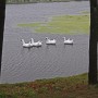60   Giant Swans   Scare Away the Geese